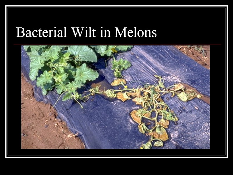 Bacterial Wilt in Melons